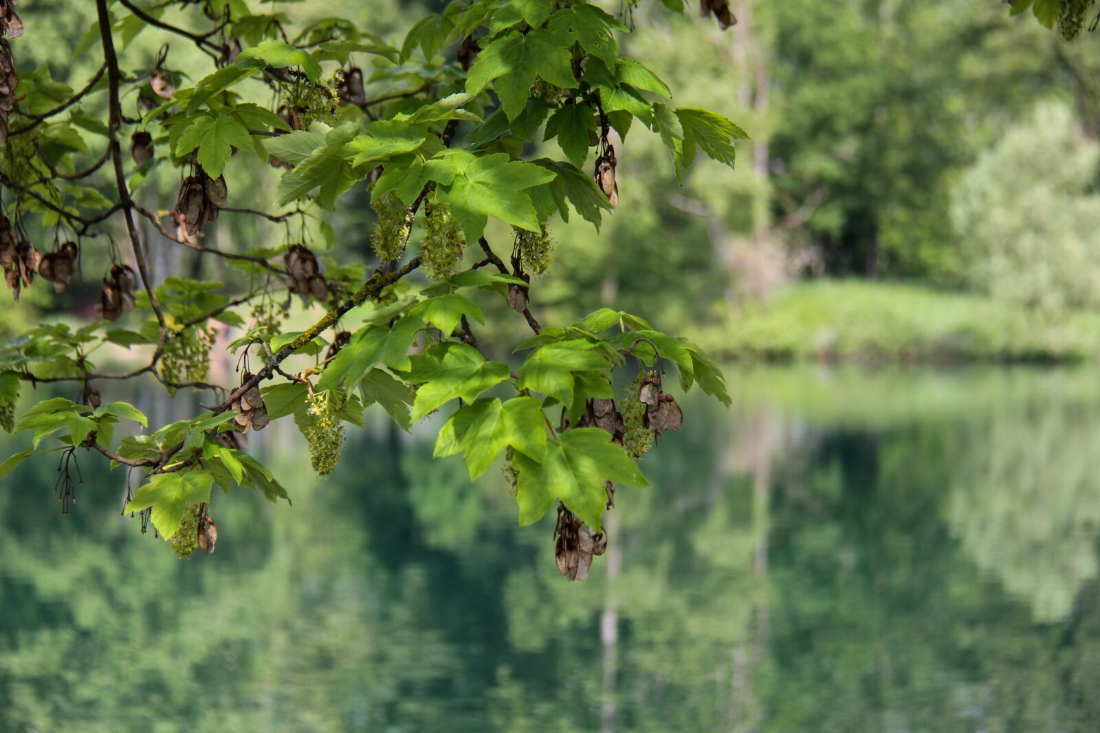Canon EOS 7D sample photo. Lake, reflection, water photography
