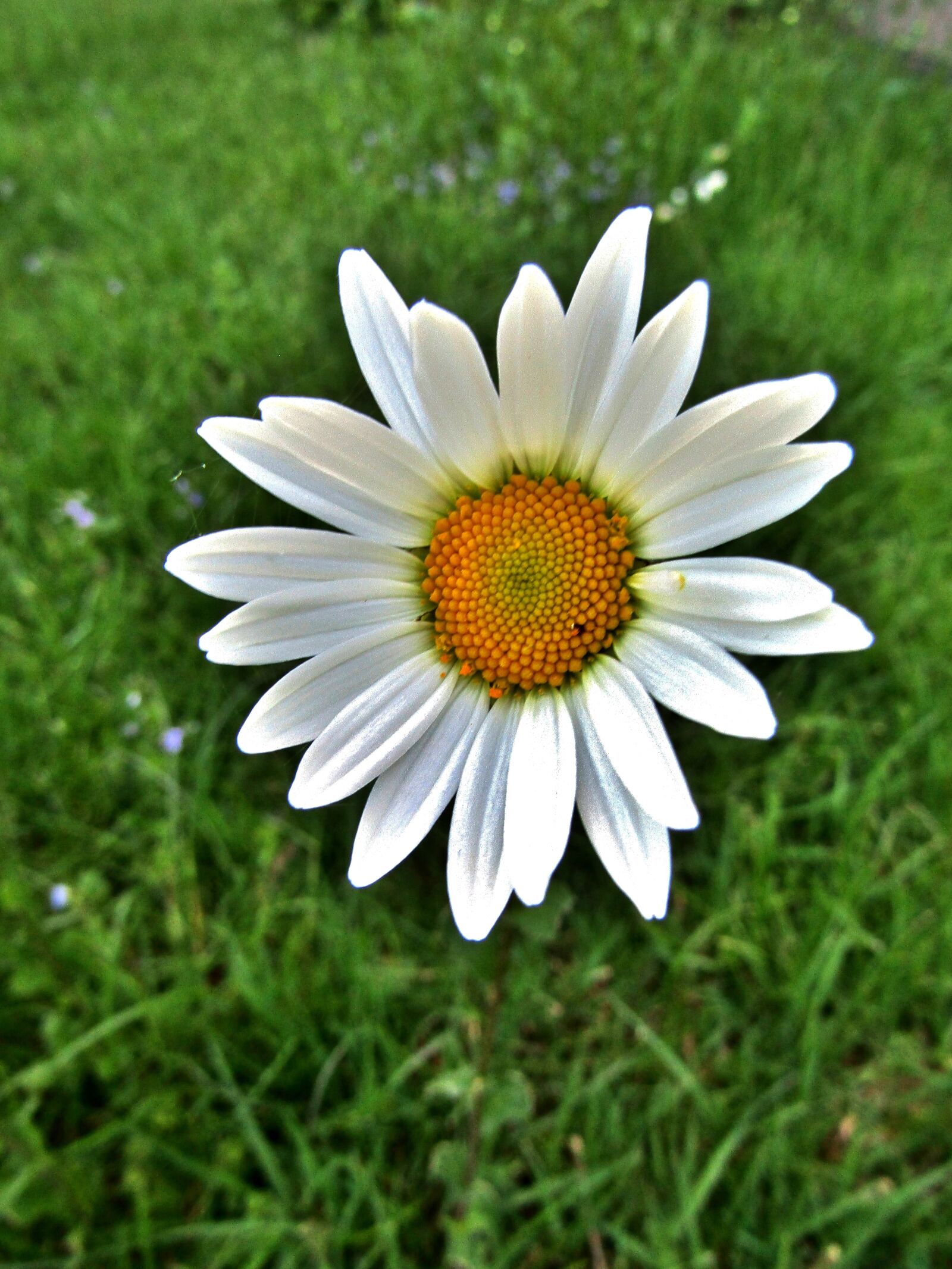 Canon POWERSHOT SX432 IS sample photo. Marguerite, single flower, daisies photography