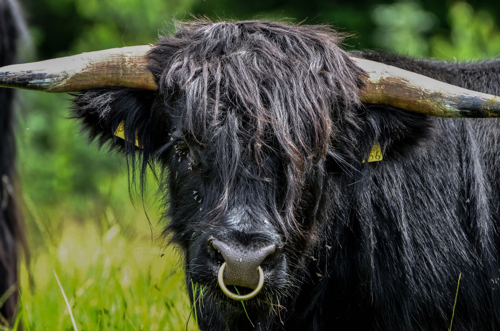 Nikon D7000 sample photo. Beef, horns, nose ring photography