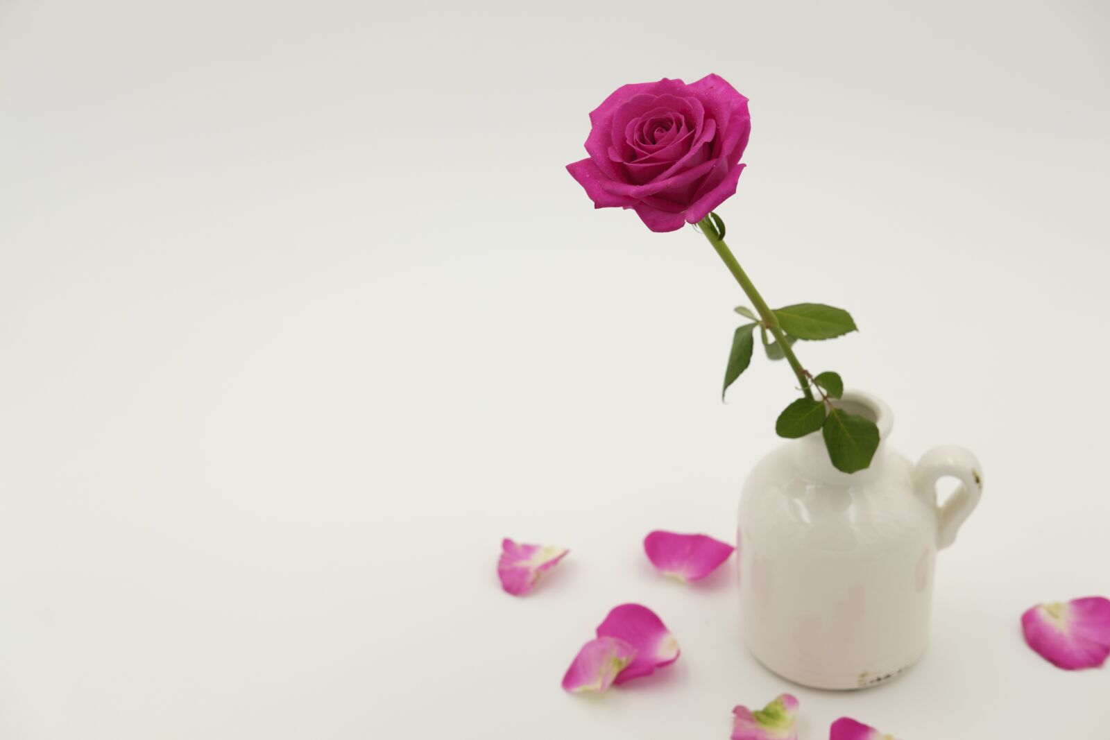 Fujifilm X-T2 + Fujifilm XF 35mm F2 R WR sample photo. Rose, rose bloom, blossom photography