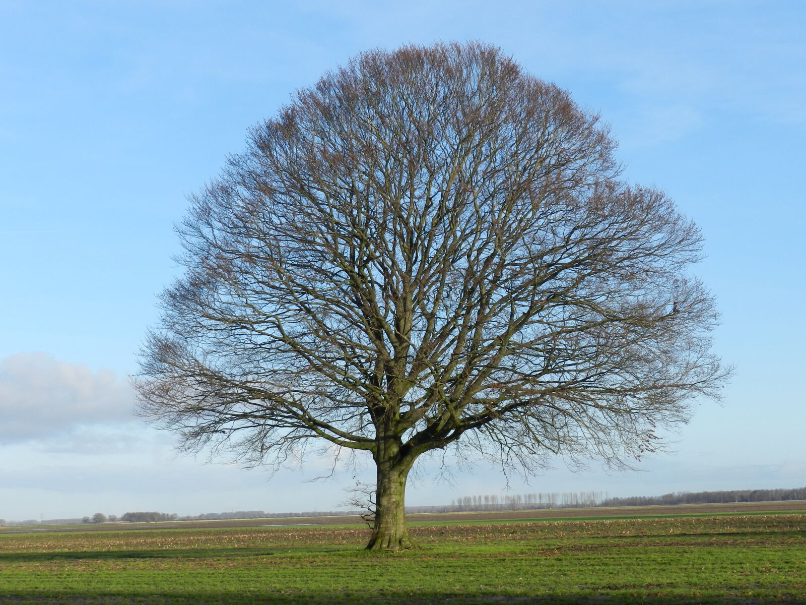 Nikon Coolpix P500 sample photo. Tree, oak tree, oak photography