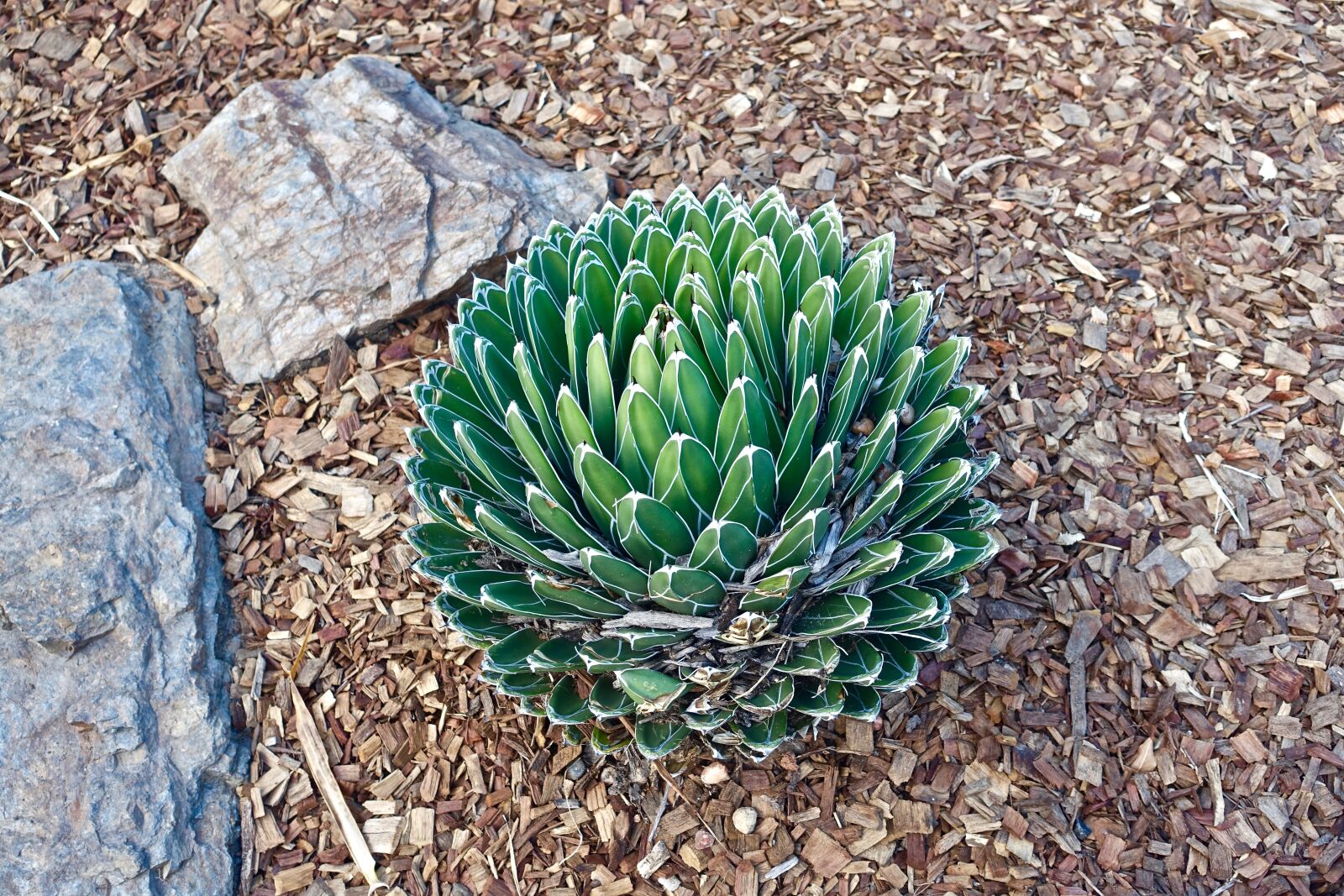 Sony Cyber-shot DSC-RX100 III sample photo. Cactus, succulent, spiny photography