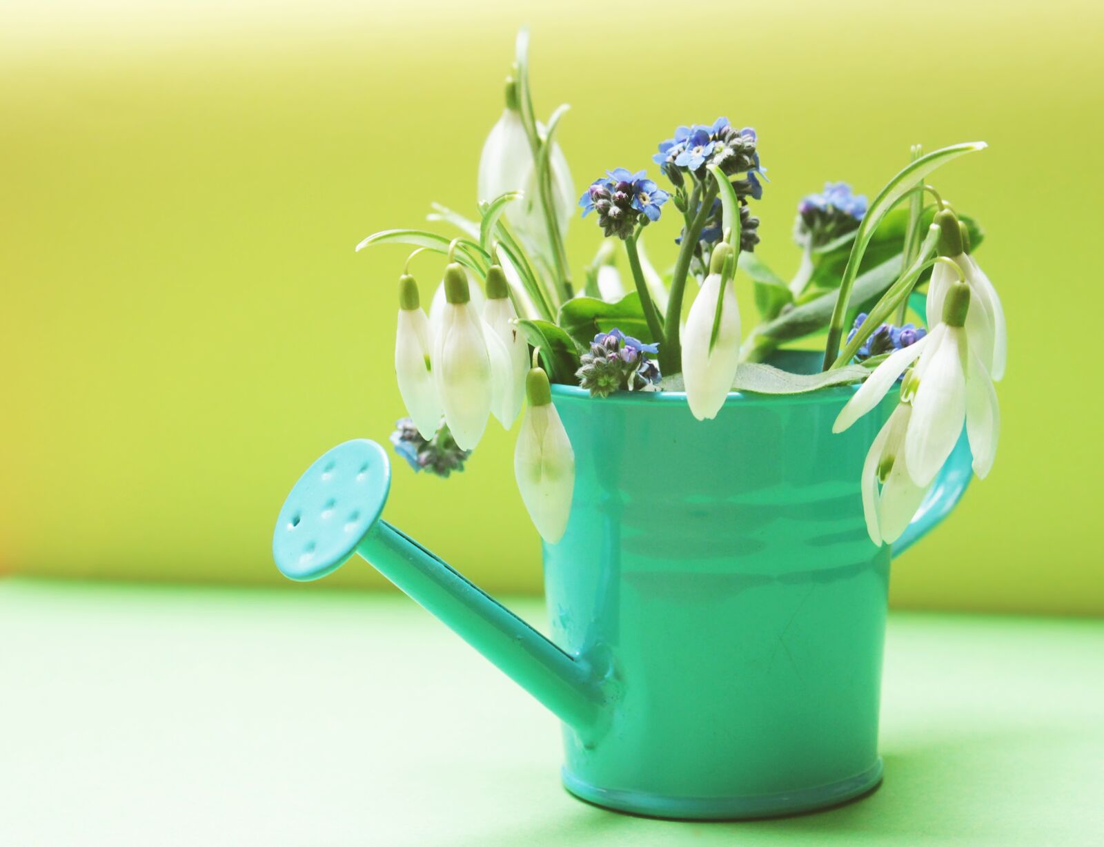 Canon EOS 550D (EOS Rebel T2i / EOS Kiss X4) sample photo. Snowdrop, forget me not photography