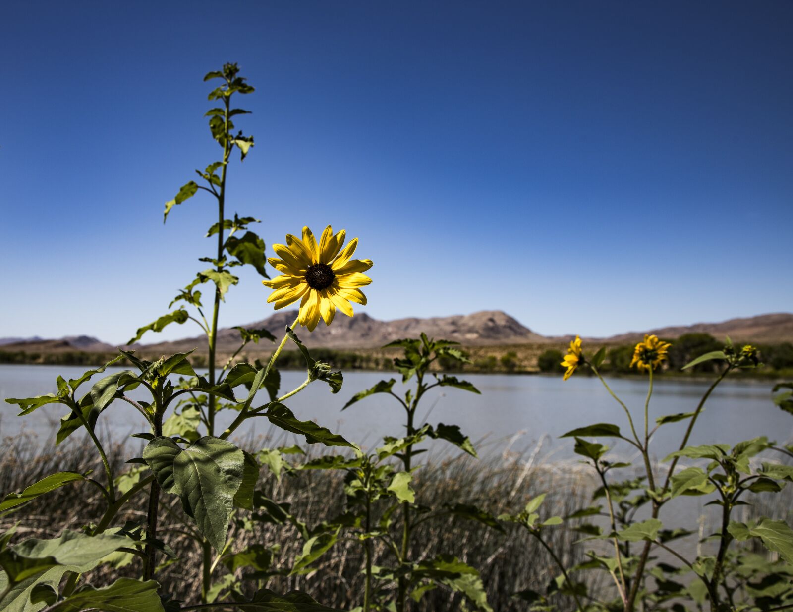 Canon EOS 6D Mark II + Canon EF 24-105mm F4L IS USM sample photo. Blue sky, sunflower, lake photography