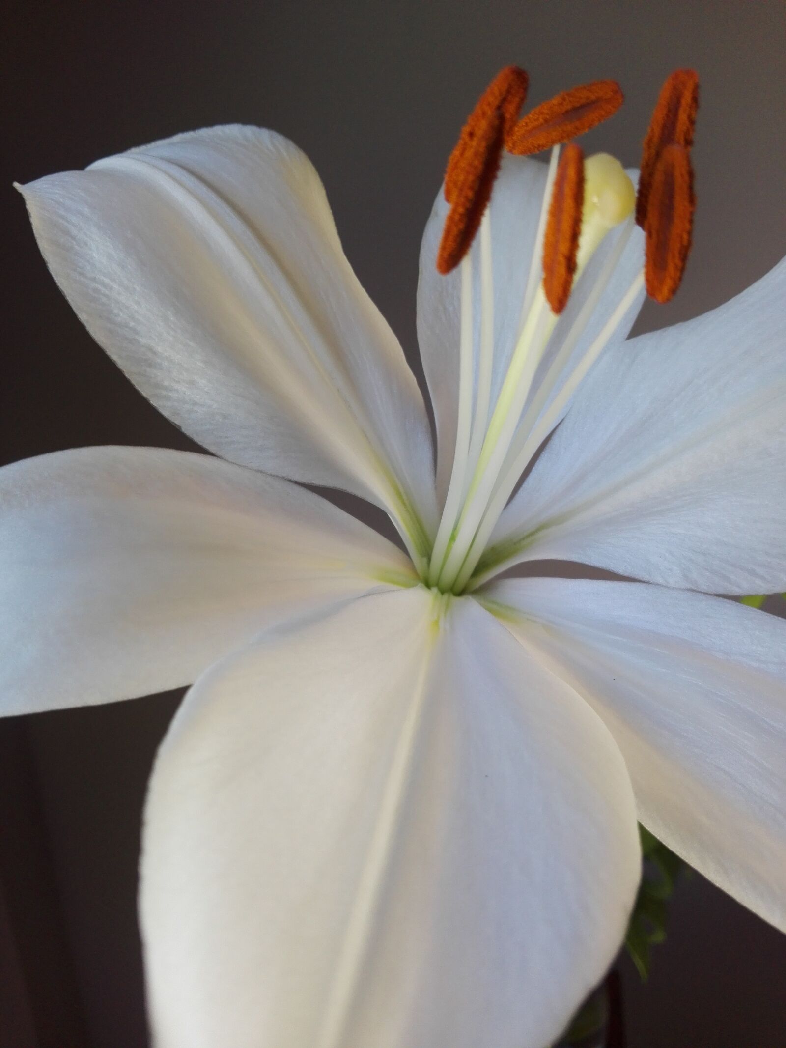 HUAWEI P8 Lite sample photo. Flower, garden, petal photography