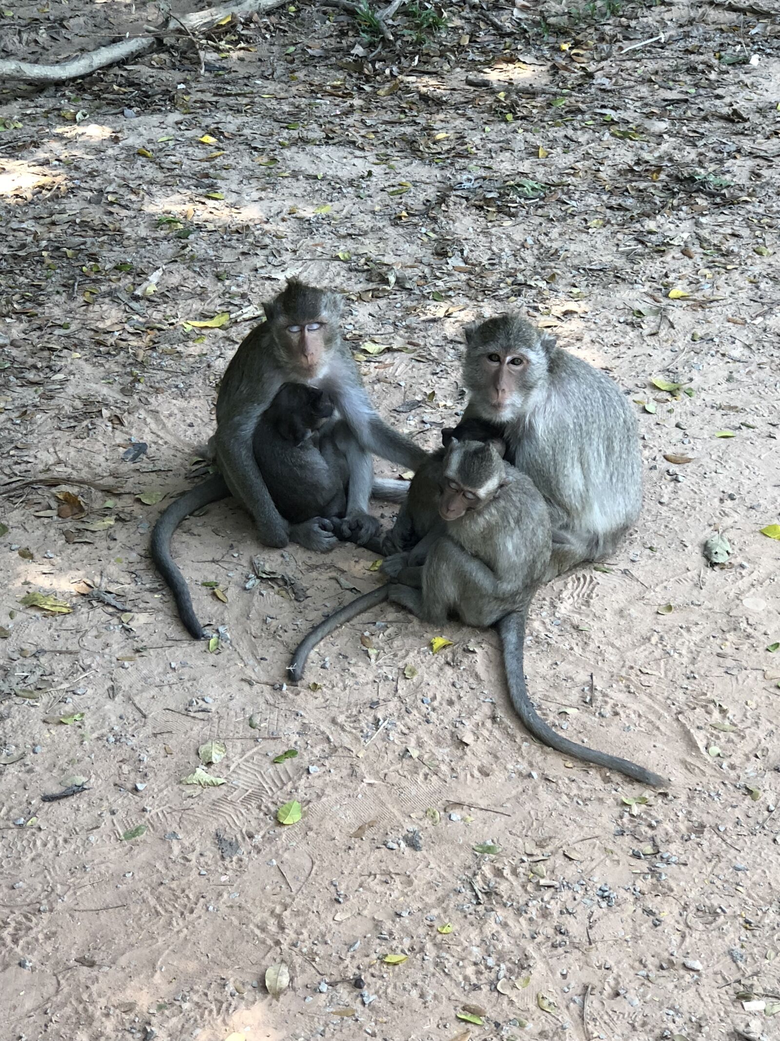 Apple iPhone 8 Plus sample photo. Monkey, cambodia, hungry photography