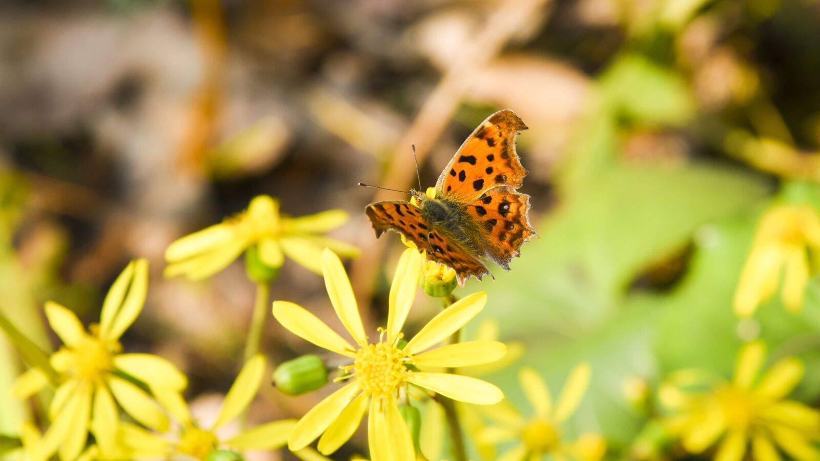 Nikon D750 sample photo. Butterfly, animal, flowers photography