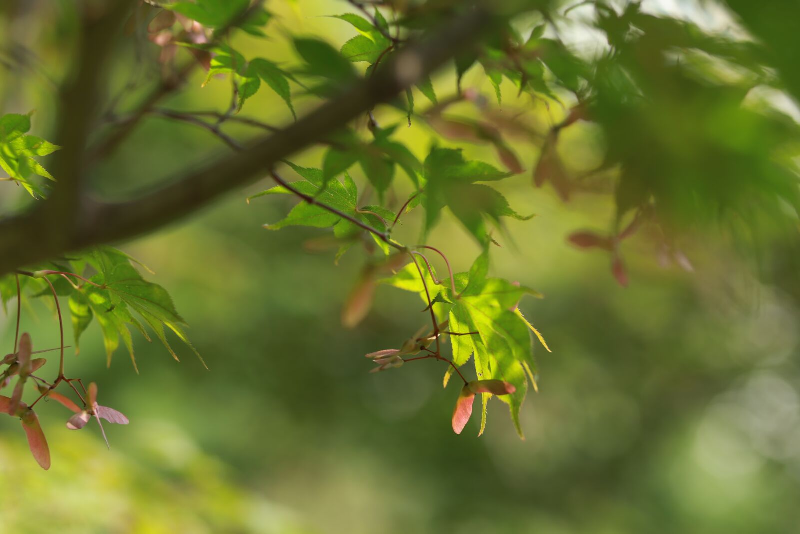 Canon EF 85mm F1.8 USM sample photo. Autumn leaves, maple leaf photography