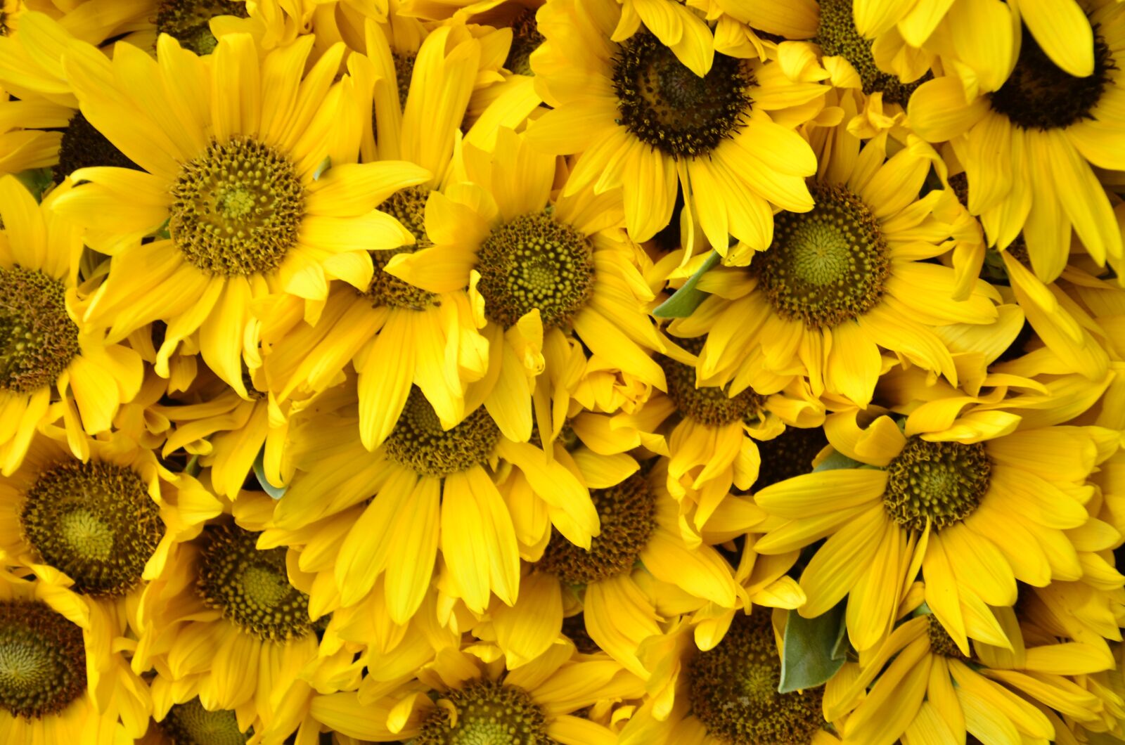 Nikon D7000 sample photo. Flowers, sunflower, yellow photography