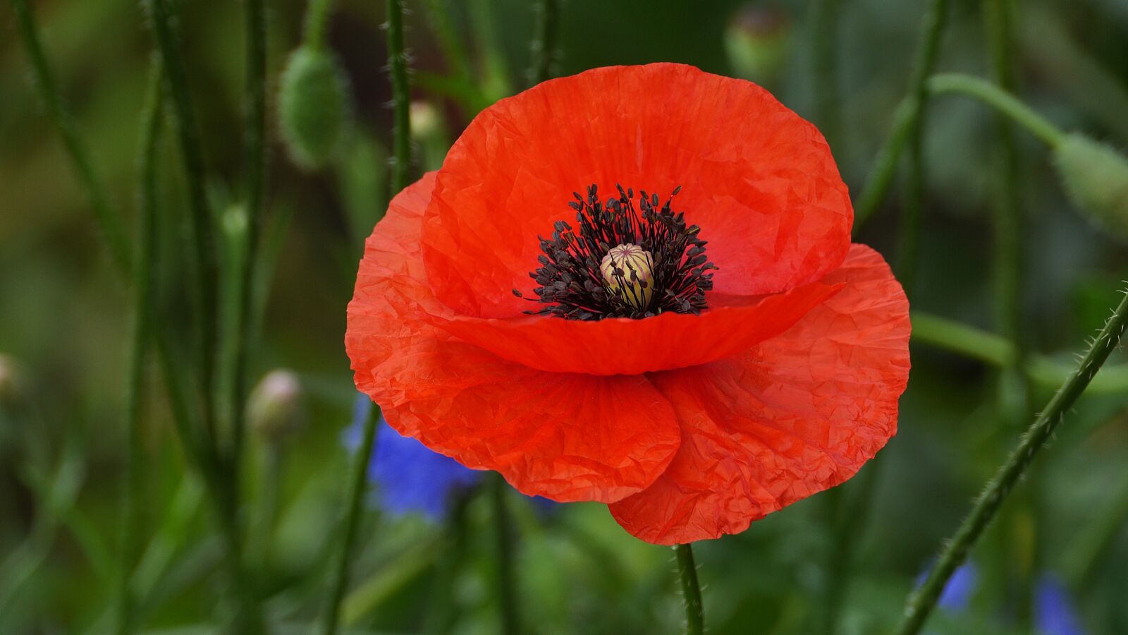 Panasonic Lumix DMC-GH3 sample photo. Poppy, wildflower, flowers photography