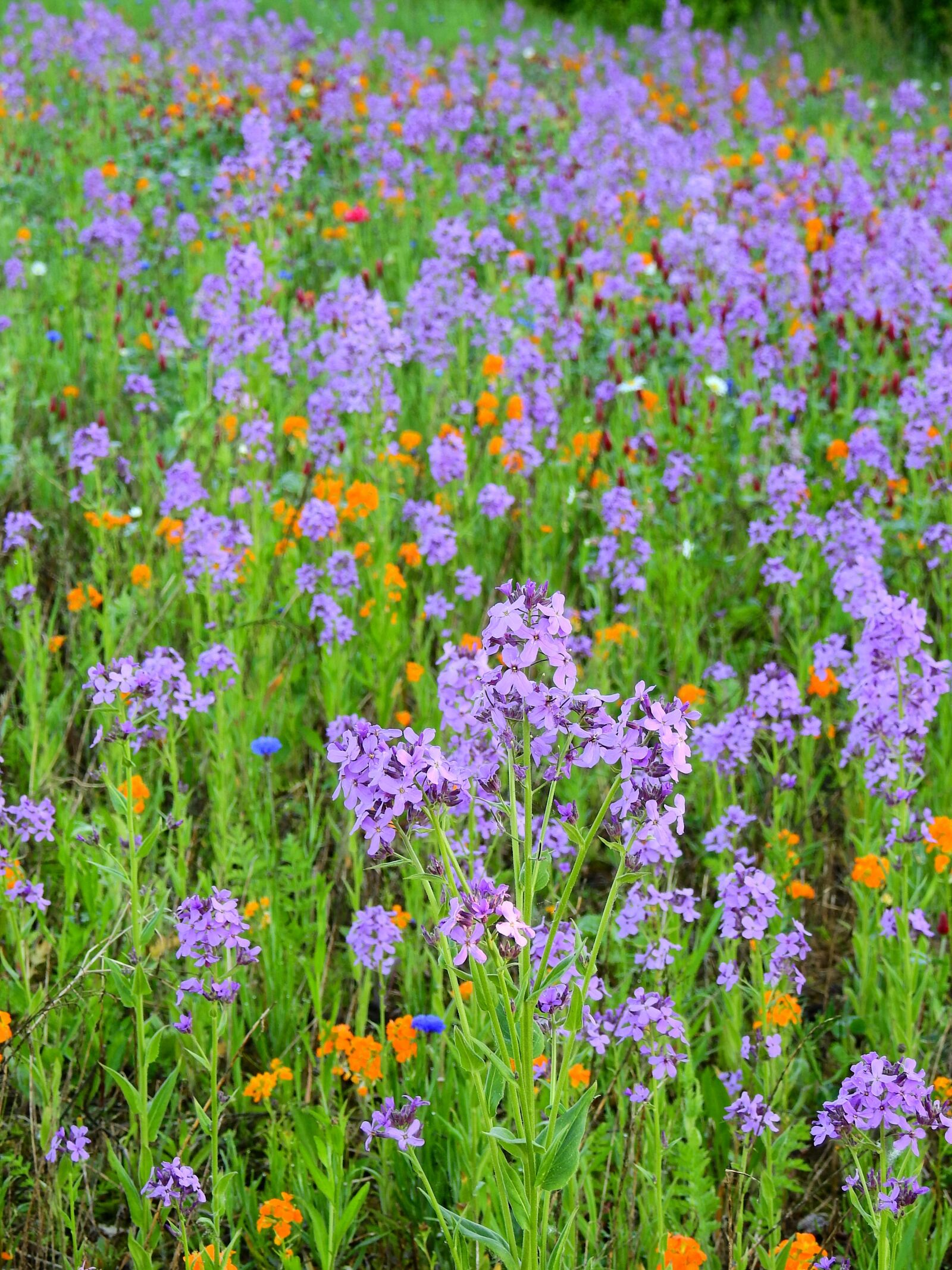 Nikon Coolpix P900 sample photo. Meadow, flower meadow, nature photography