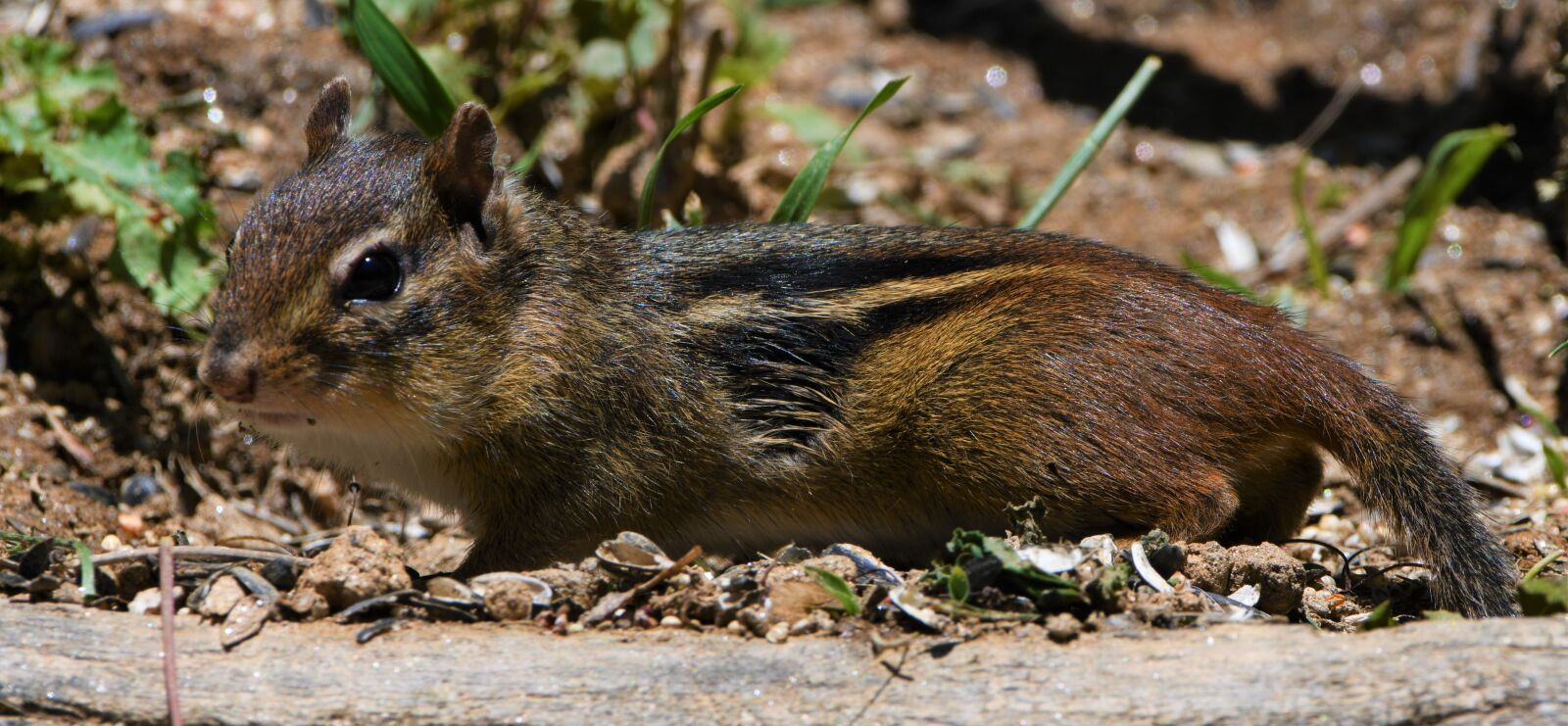 Nikon D850 sample photo. Chipmunk, squirrel, rodent photography