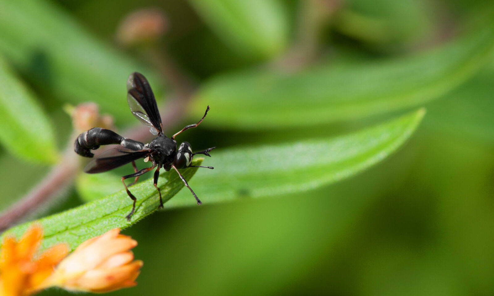 Canon EF 180mm F3.5L Macro USM sample photo. Black, wings, wasp, insect photography
