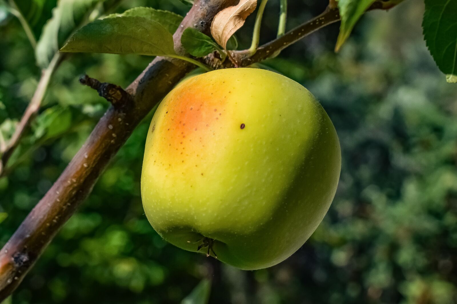 Nikon D3300 sample photo. Apple, green apple, fruit photography