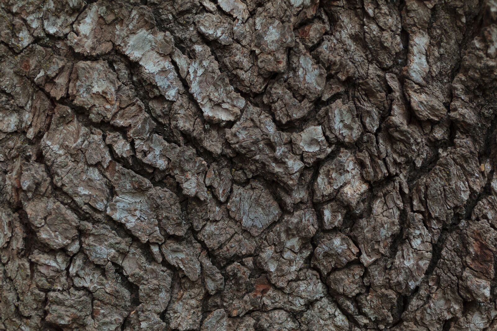 Canon EF 50mm F2.5 Macro sample photo. Bark, tree, rugged photography