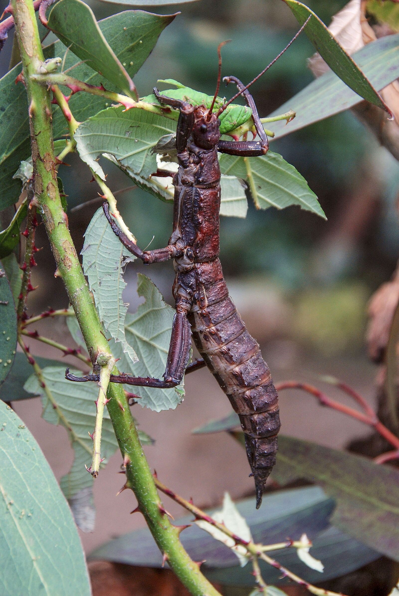 Nikon D80 sample photo. Eurycantha calcarata, thorn ghost photography