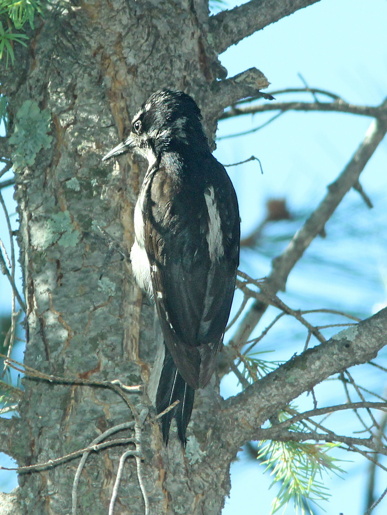 Canon EF 300mm F4L IS USM sample photo