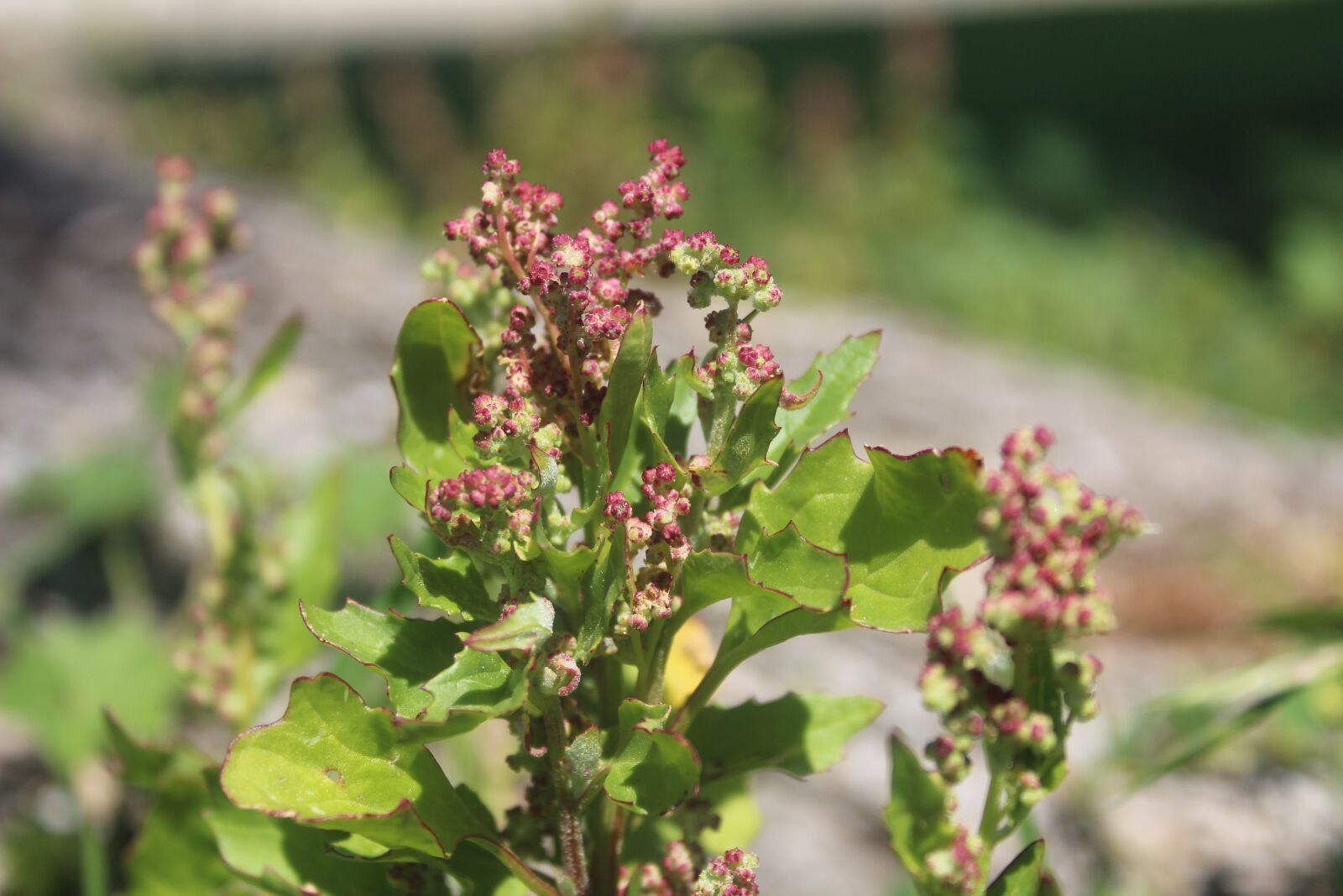 Canon EOS 1300D (EOS Rebel T6 / EOS Kiss X80) + Canon EF-S 18-55mm F3.5-5.6 IS II sample photo. Pink, green, flowers photography