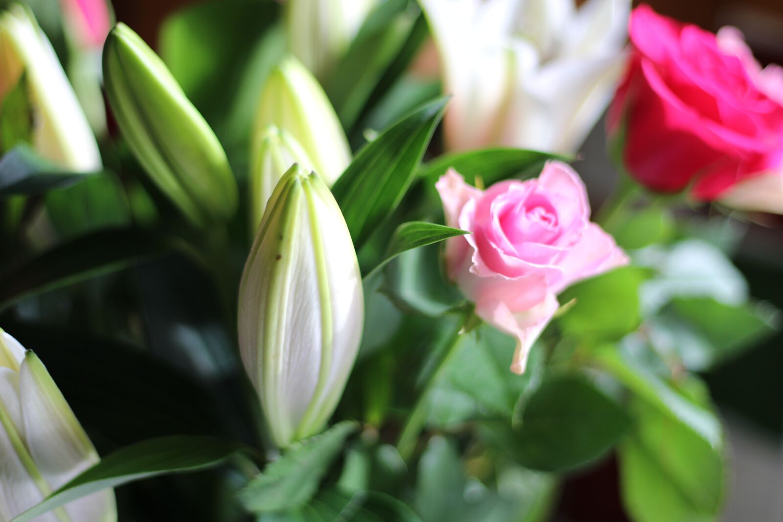 Canon EF 50mm F1.8 STM sample photo. Pink, rose, flowers photography