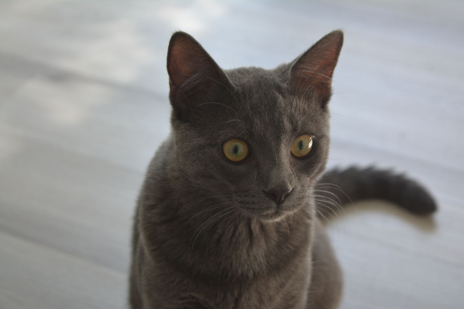Nikon D5200 sample photo. Pépé, 2019, grenoble photography