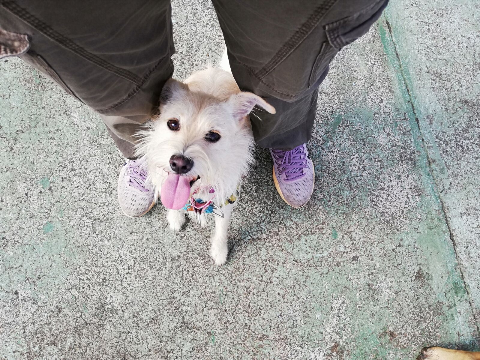 HUAWEI ANE-LX1 sample photo. Dog, training, open air photography