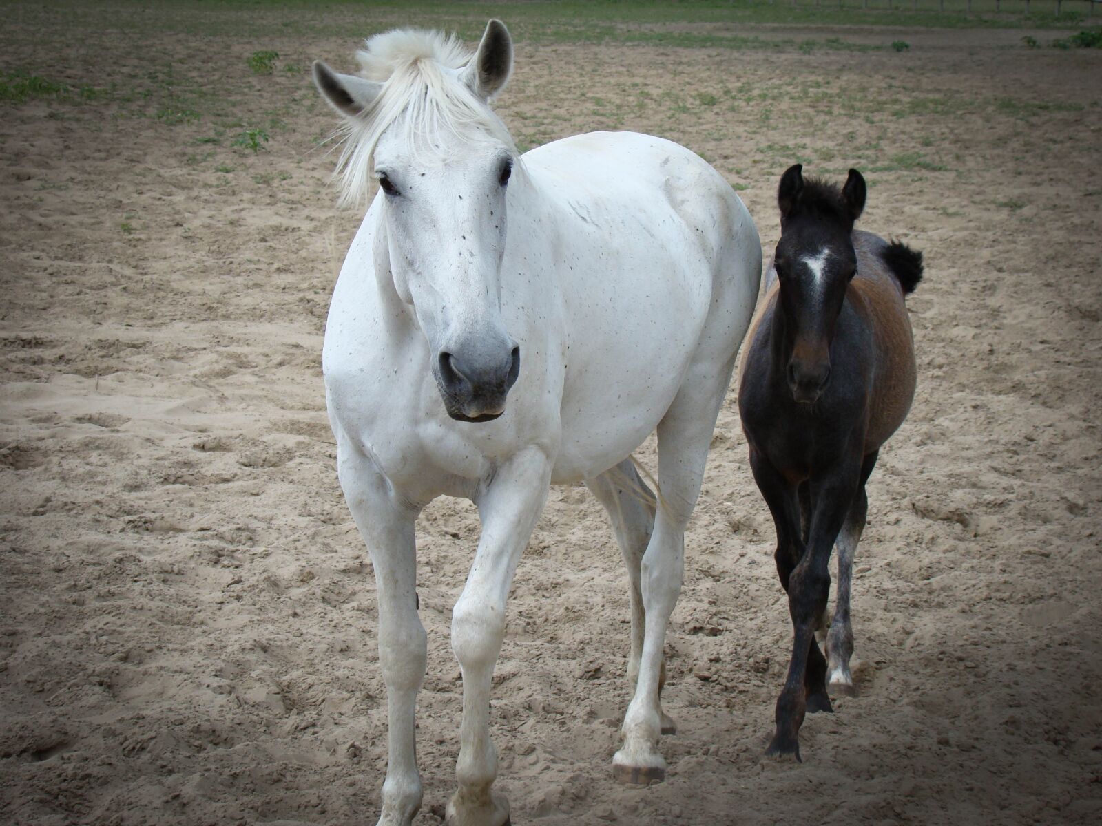 Sony Cyber-shot DSC-H50 sample photo. Horses, horse, brown horse photography
