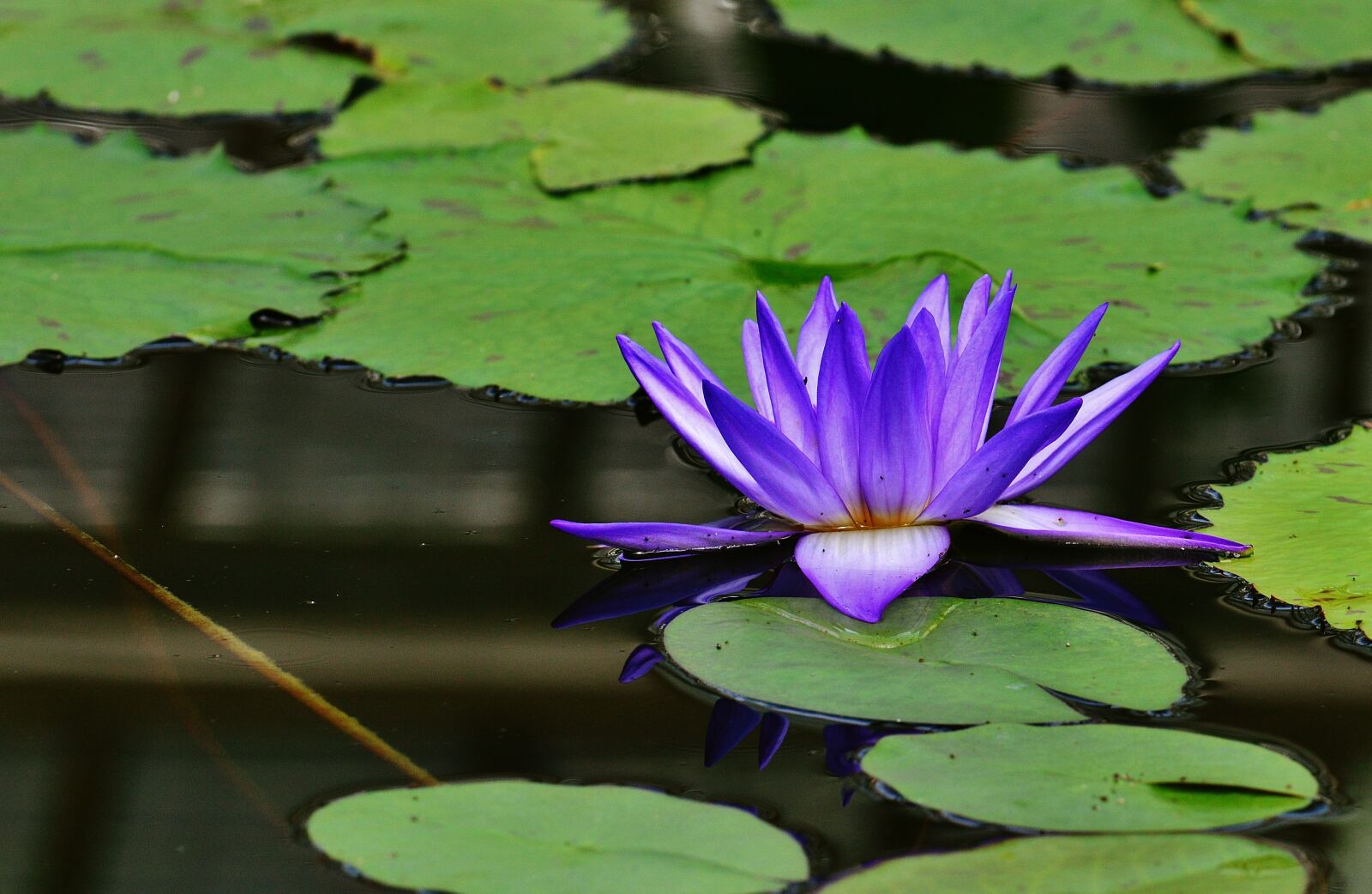 Nikon D3200 sample photo. Water lily, water, bud photography