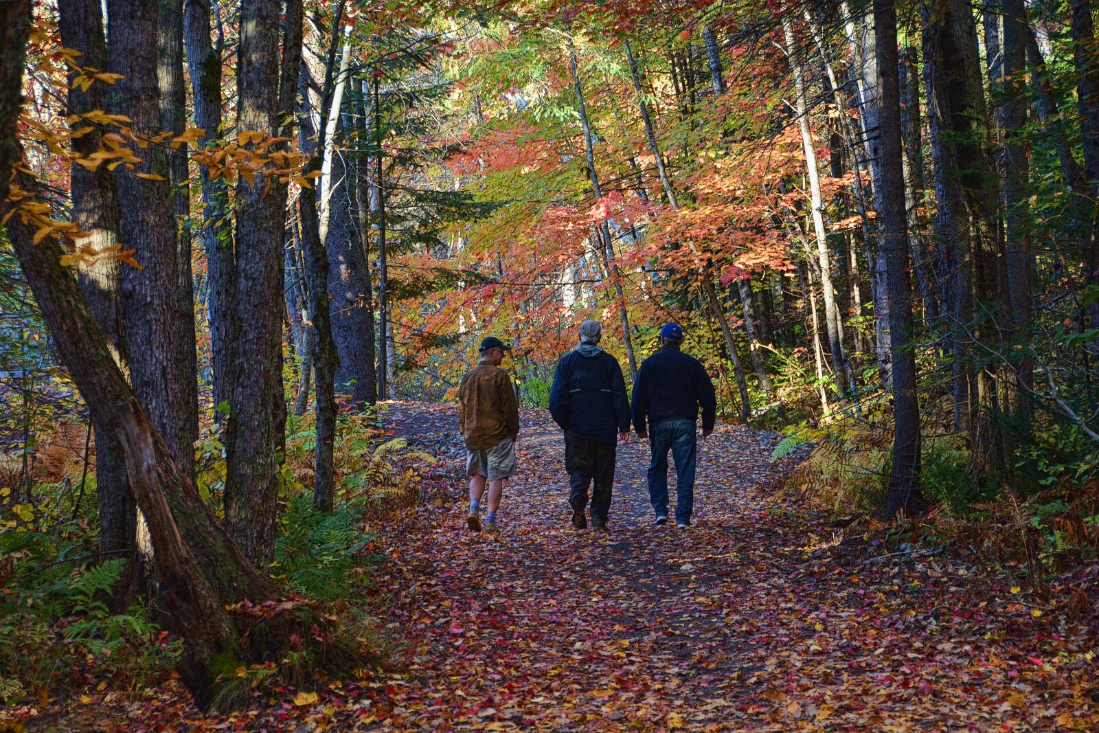 Nikon D7100 sample photo. Fall leaves, autumn, fall photography
