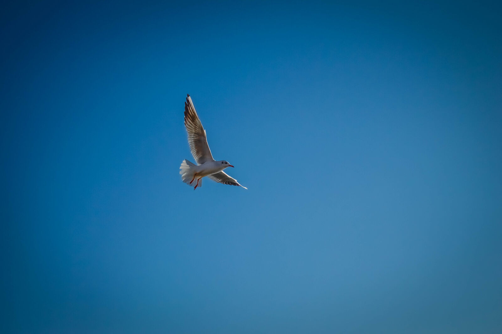 Nikon D3200 sample photo. Autumn, azov, birds, leaves photography
