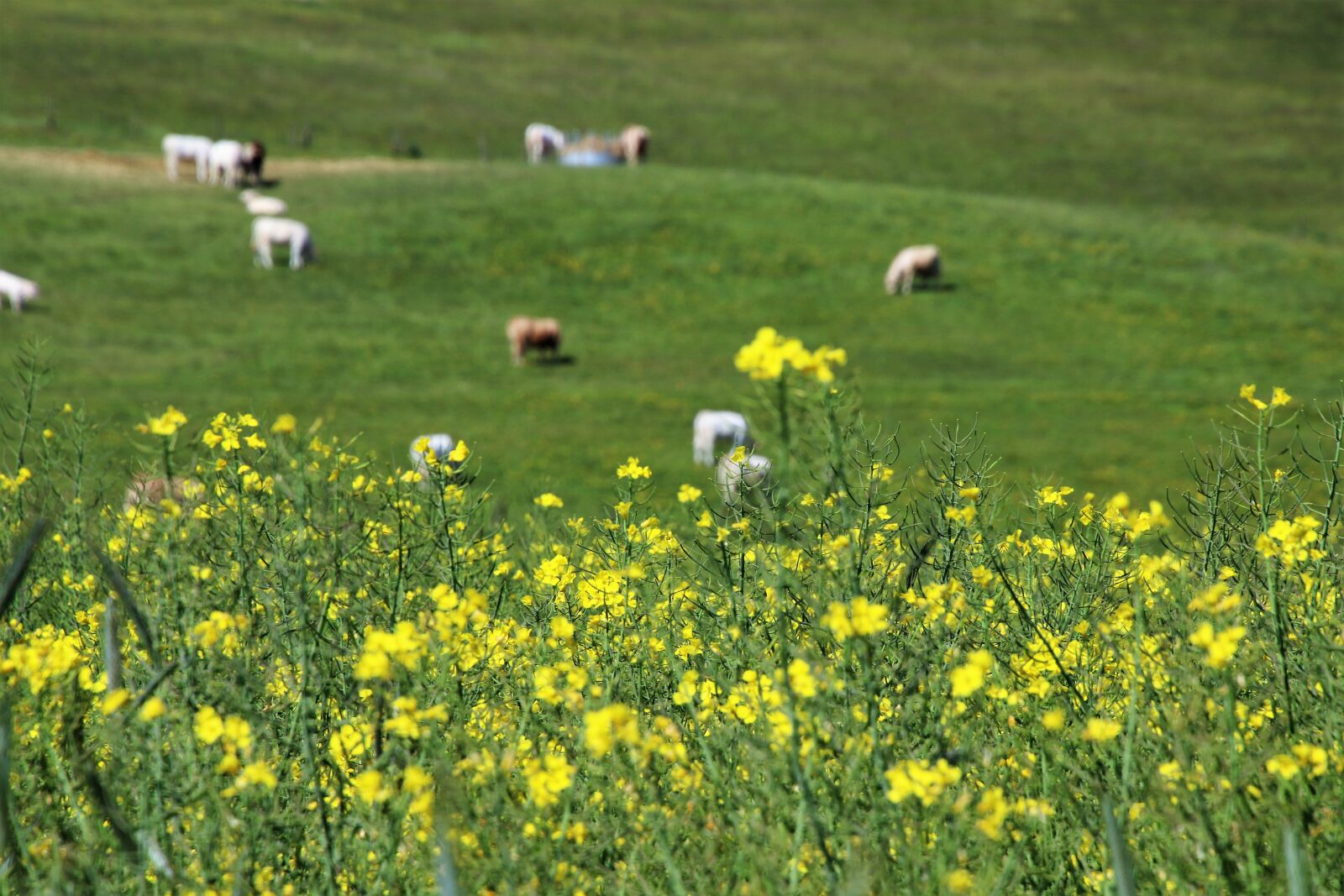 Canon EOS 7D Mark II sample photo. Animals, country, cows, farm photography