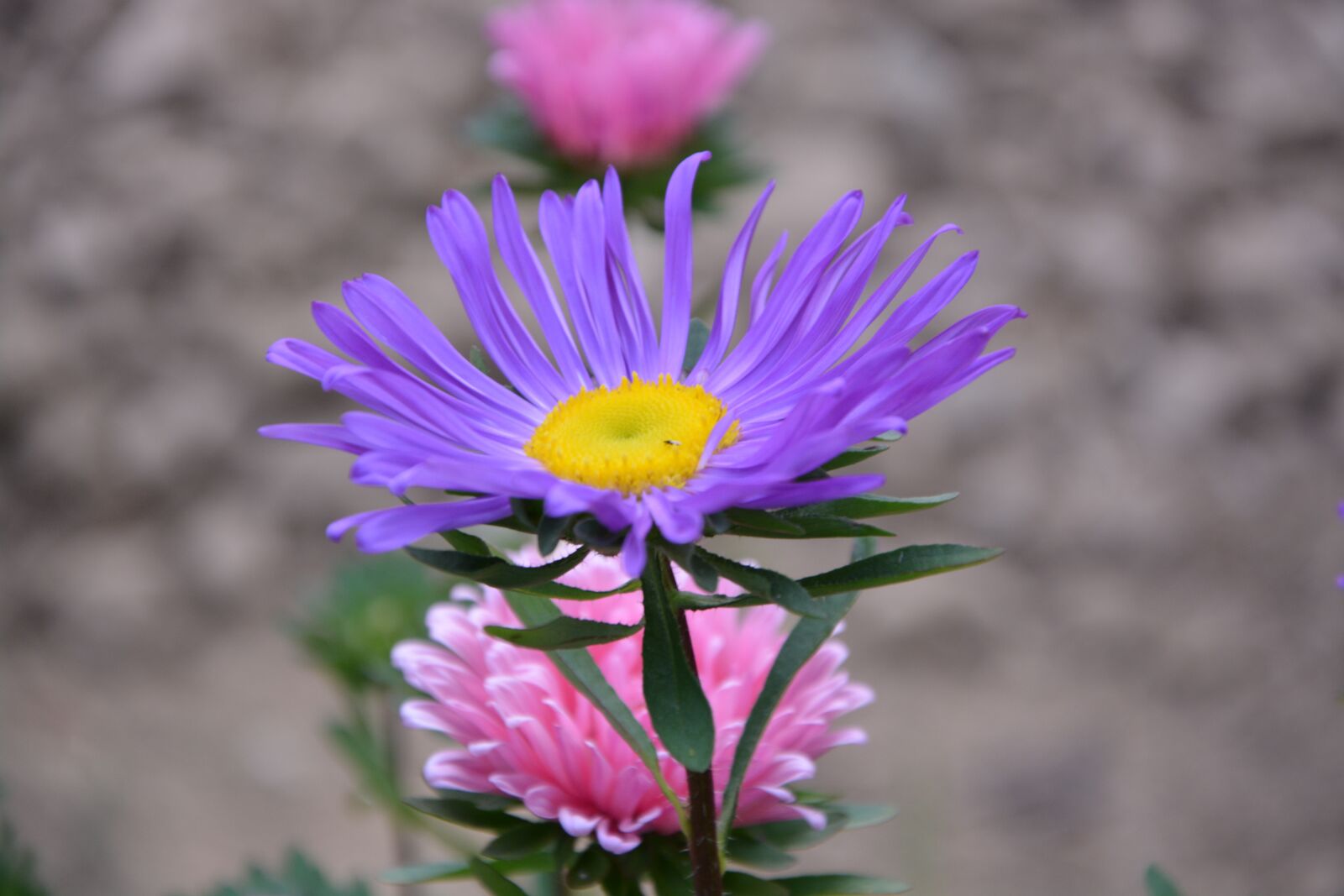 Nikon D5200 sample photo. Flowers, mallows, violet photography