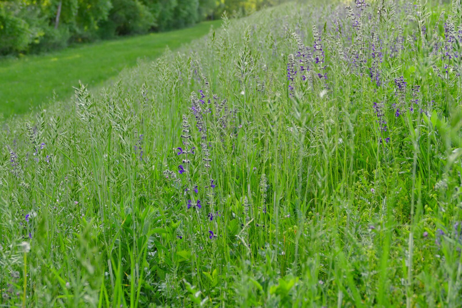 Panasonic Lumix DMC-FZ1000 sample photo. Meadow, nature, country photography