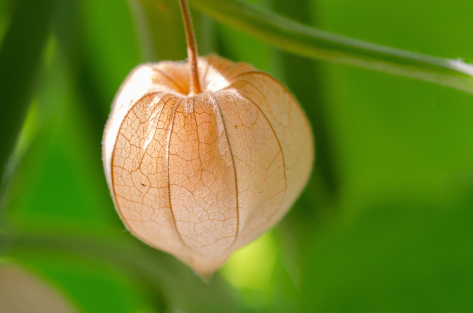 Nikon D7000 sample photo. Physalis, cape gooseberry, andes photography