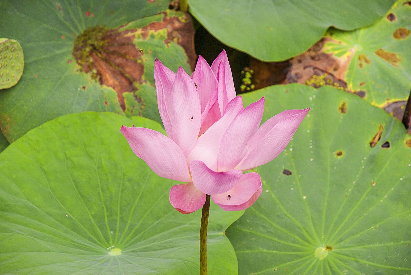 Sony Alpha DSLR-A200 sample photo. Water lily, aquatic plants photography