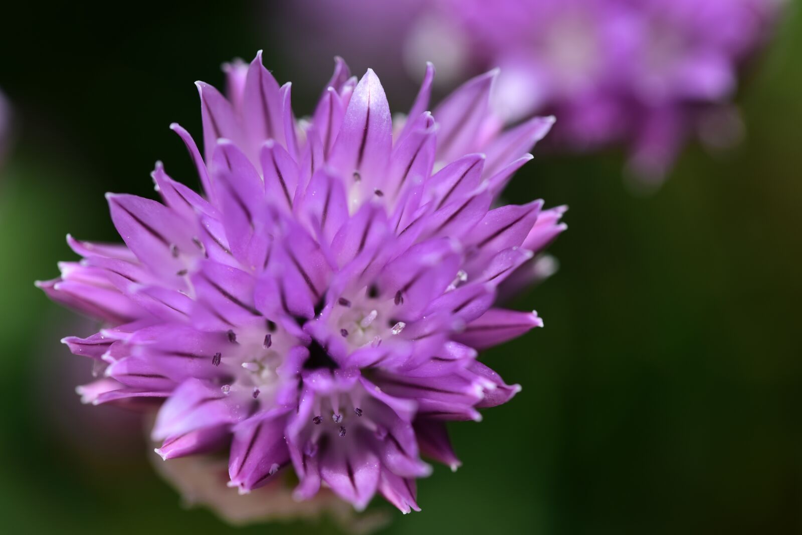 Nikon D750 sample photo. Chives, blossom, bloom photography