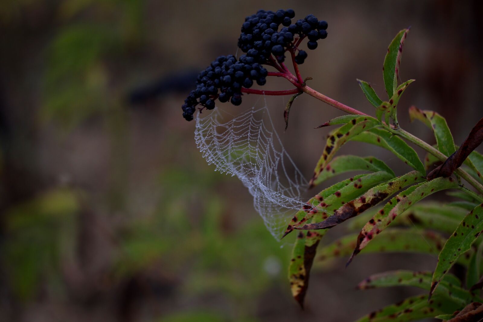 Canon EF-S 60mm F2.8 Macro USM sample photo. Spider web, wet, hooked photography