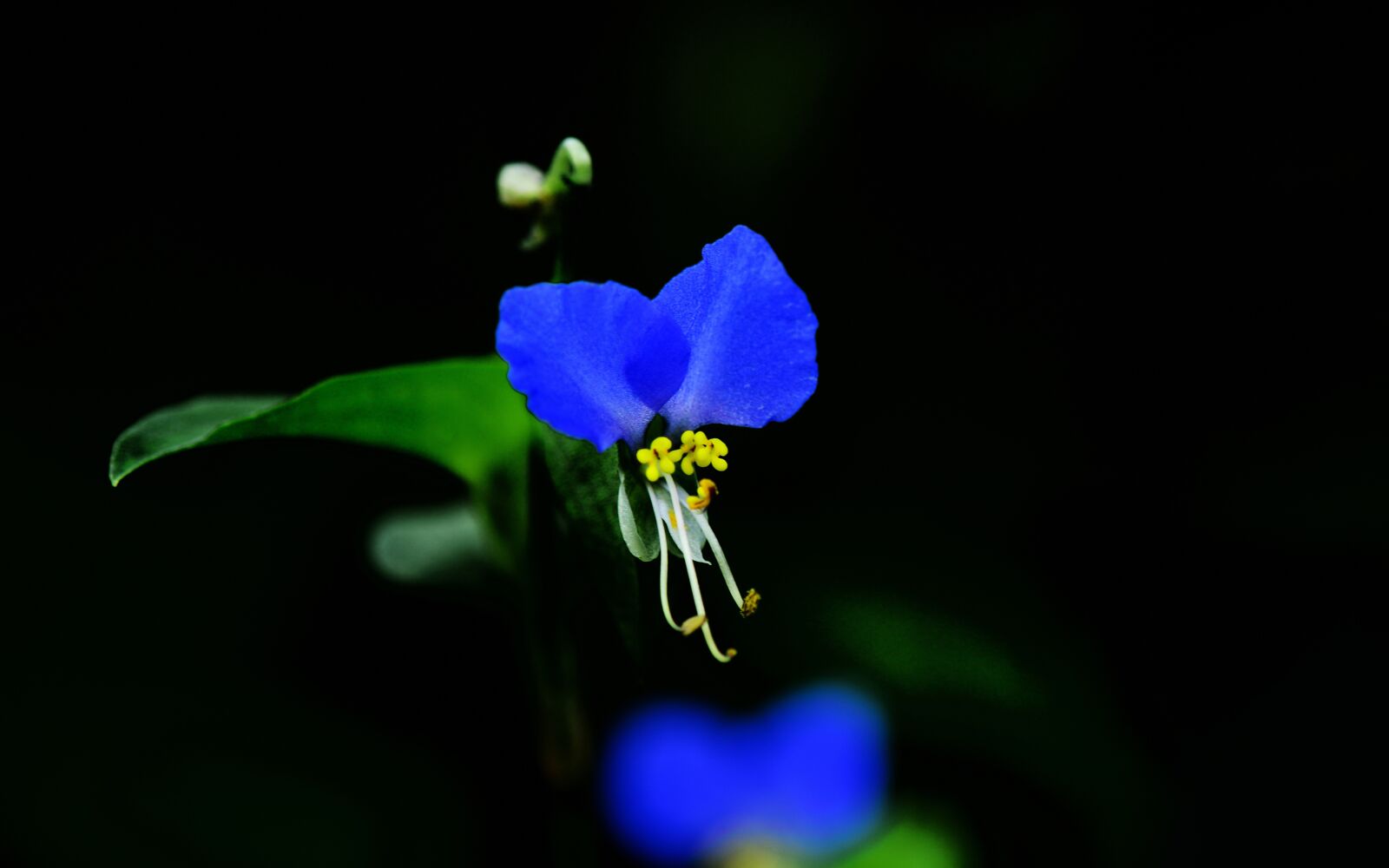 Nikon D800 sample photo. Autumnal, plant, asiatic dayflower photography