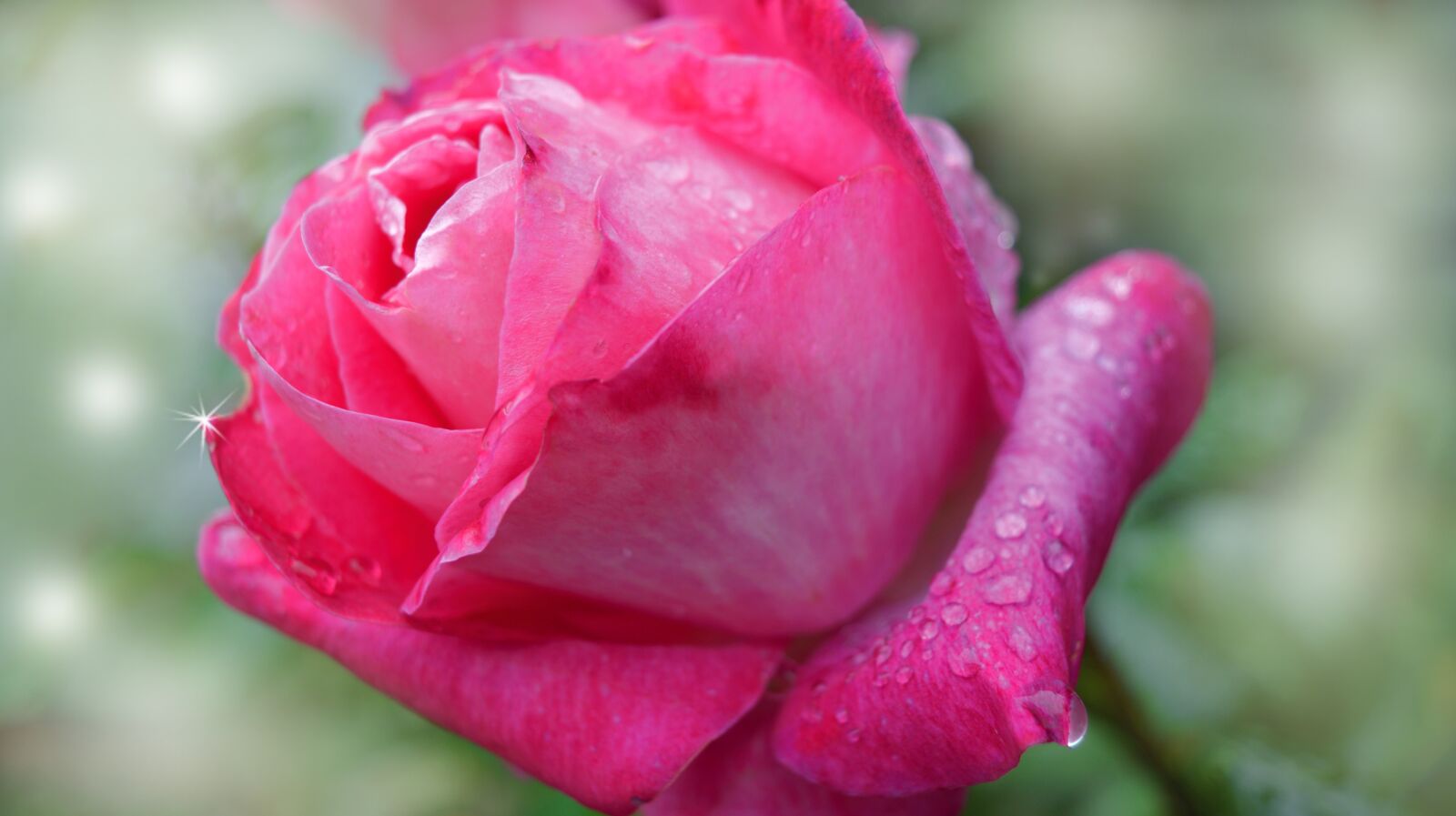 Nikon D3200 sample photo. Rose, blossom, bloom photography
