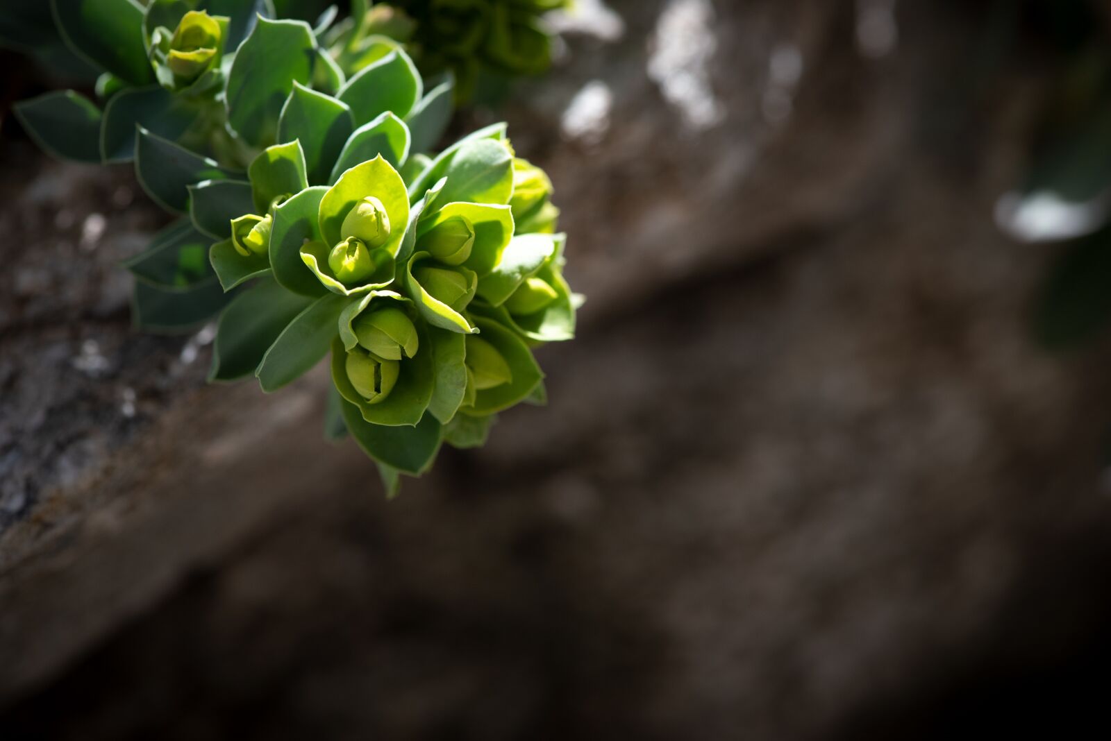 Nikon D750 sample photo. Plant, green, garden photography
