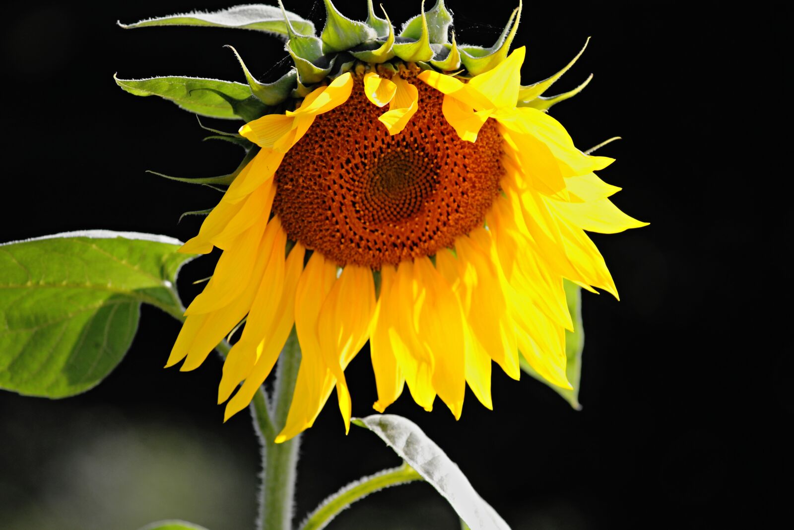 Canon EOS 1100D (EOS Rebel T3 / EOS Kiss X50) sample photo. Sunflower, blossom, bloom photography