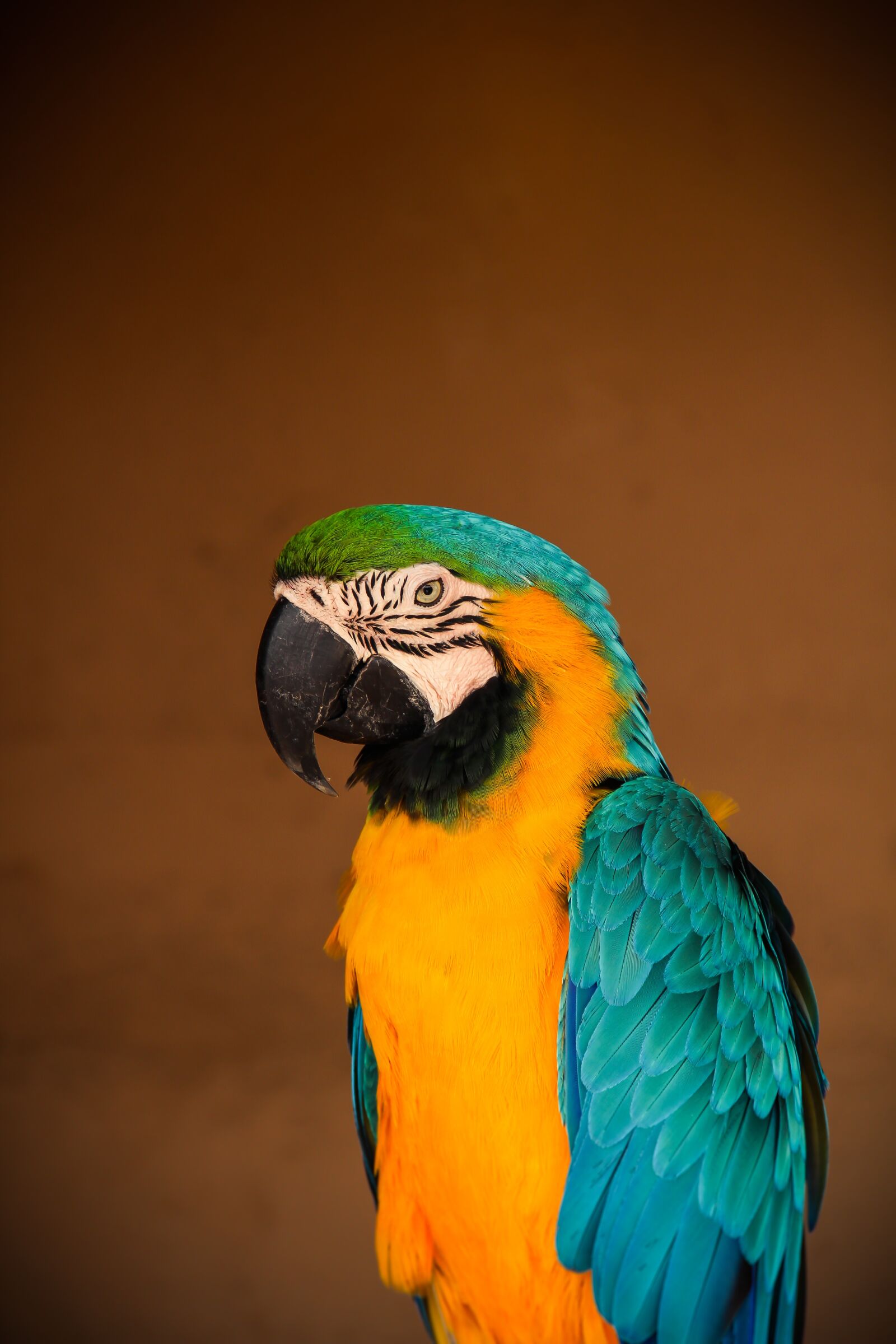 Canon EOS 700D (EOS Rebel T5i / EOS Kiss X7i) sample photo. Parrot, bird, tropical photography