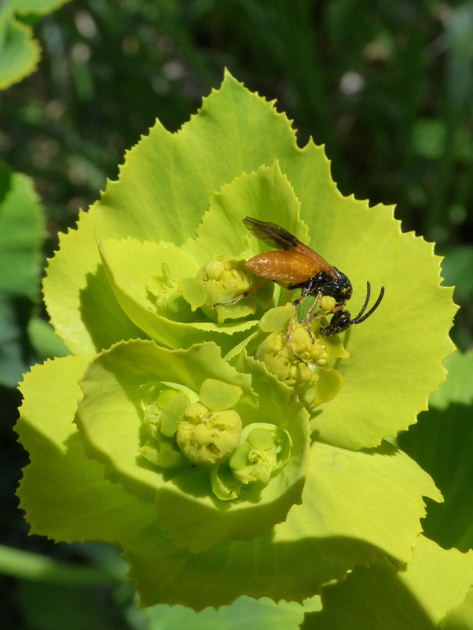Panasonic Lumix DMC-FZ70 sample photo. Insect, false bee, libar photography