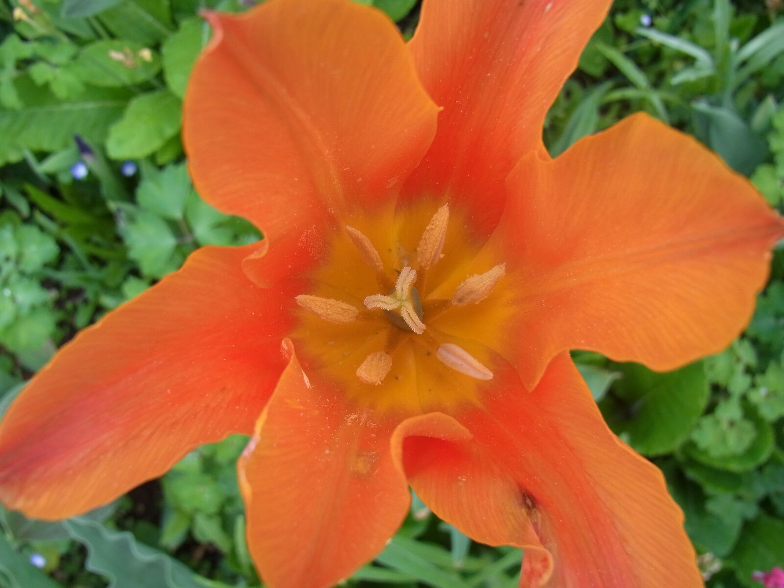 Ricoh CX5 + RICOH ZOOM LENS sample photo. Tulip, flower, nature photography