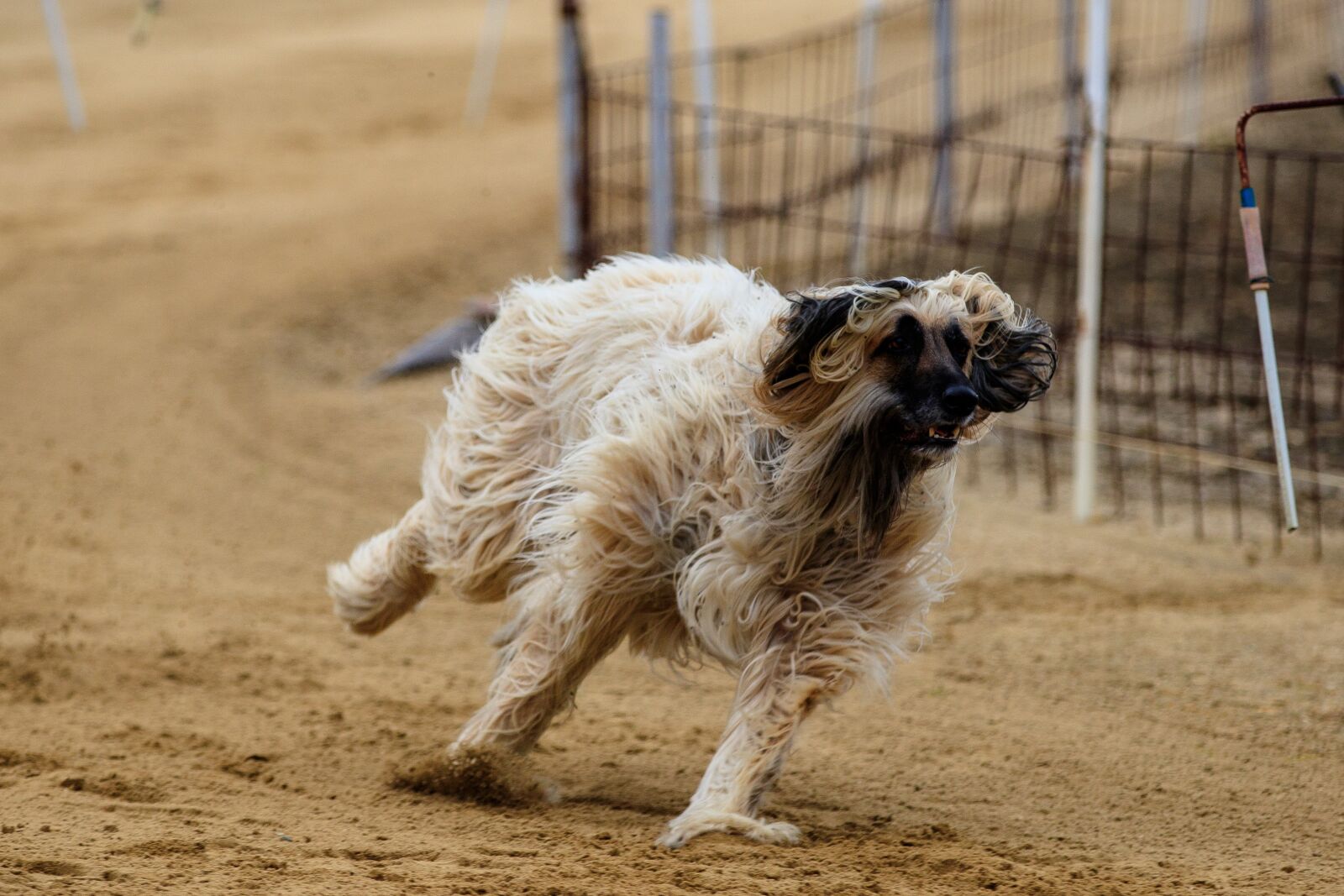 Canon EOS 80D sample photo. Dog, dog racing, animal photography
