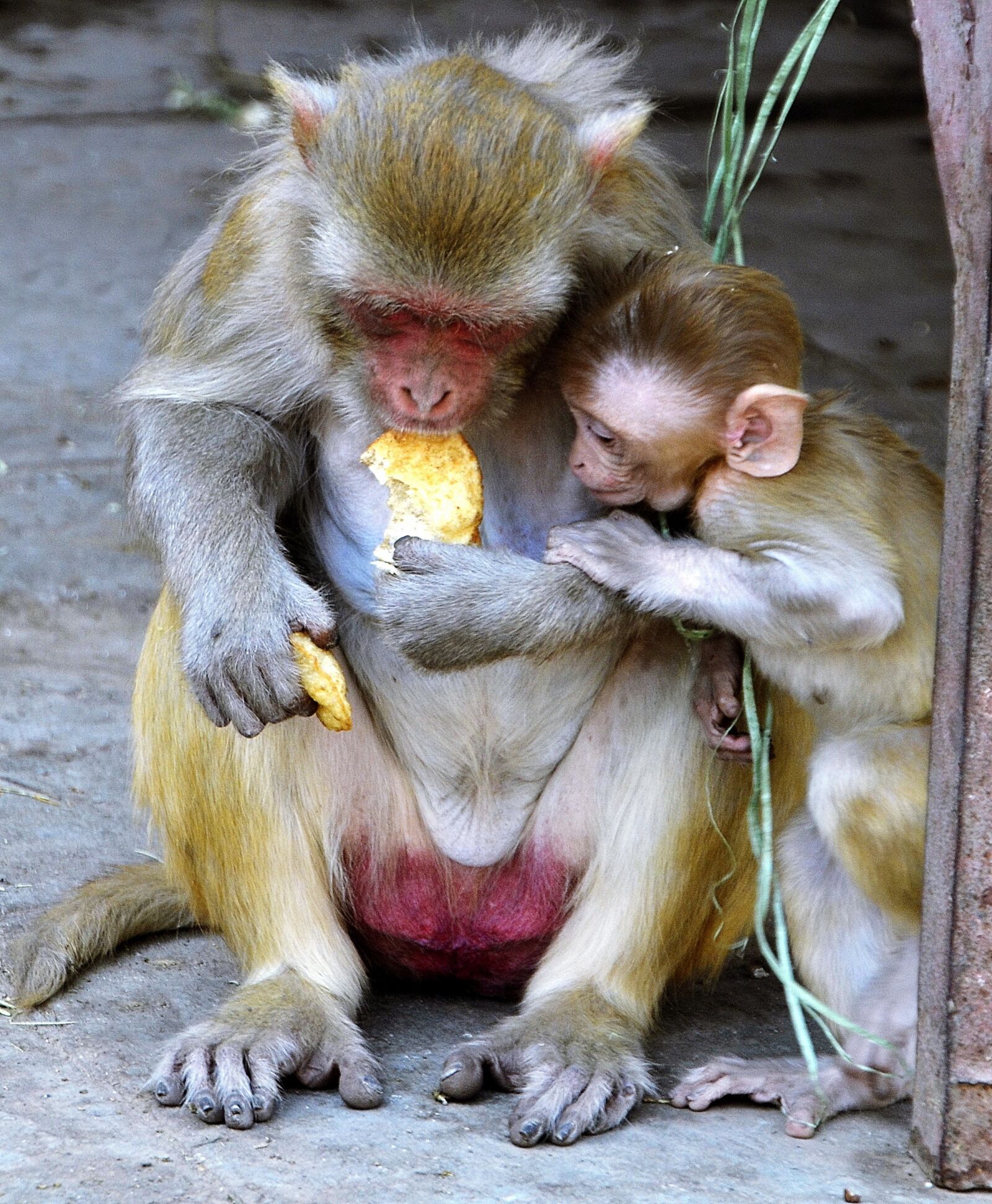 Nikon D5100 sample photo. Monkey, baby, mother photography
