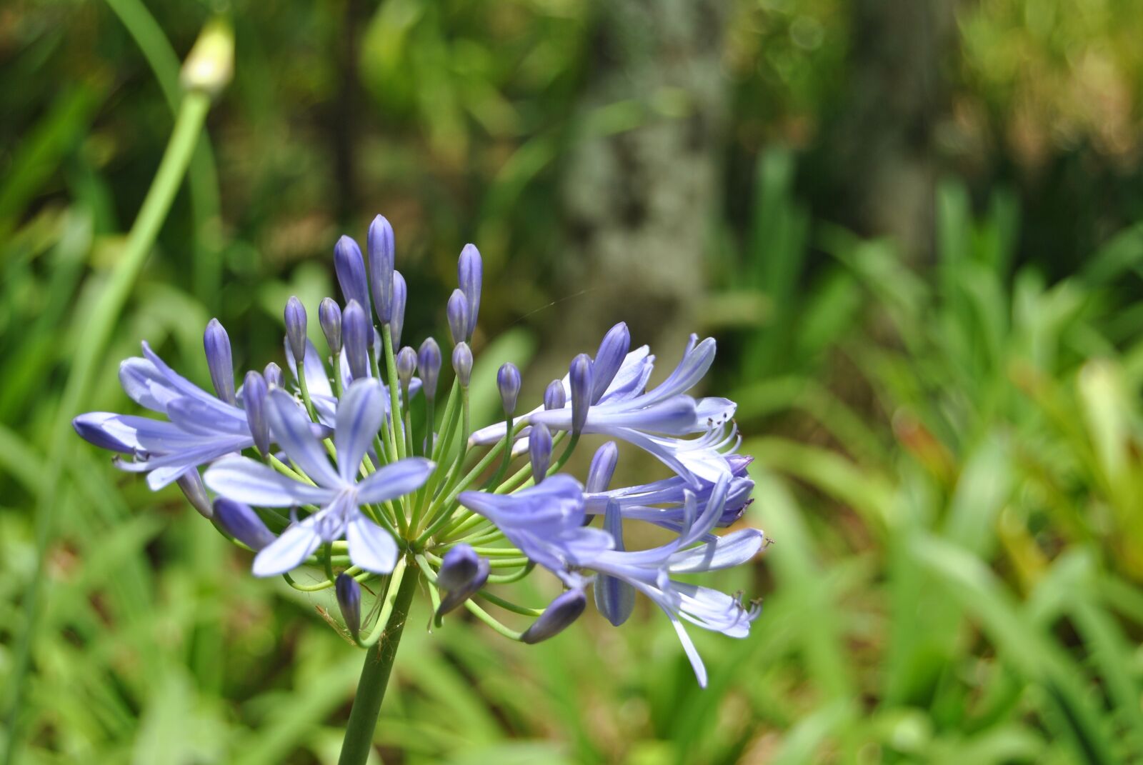 Nikon D3000 sample photo. Flower, flowers, flora photography