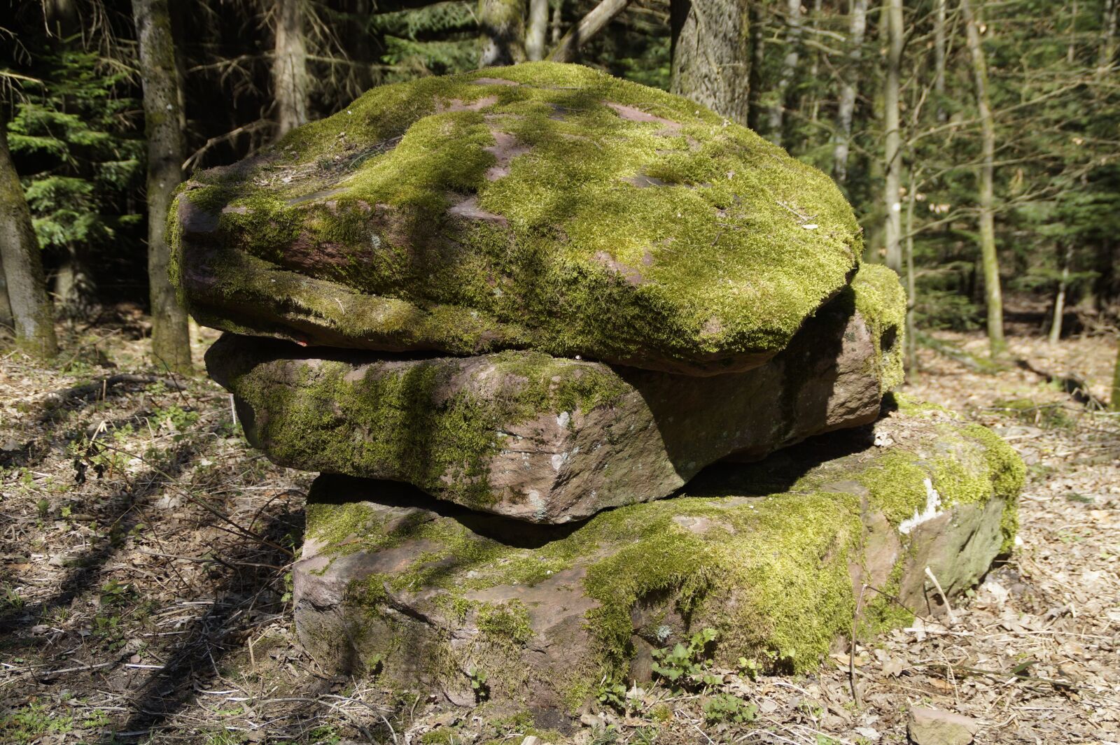 Sony SLT-A58 sample photo. Nature, wood, tree photography