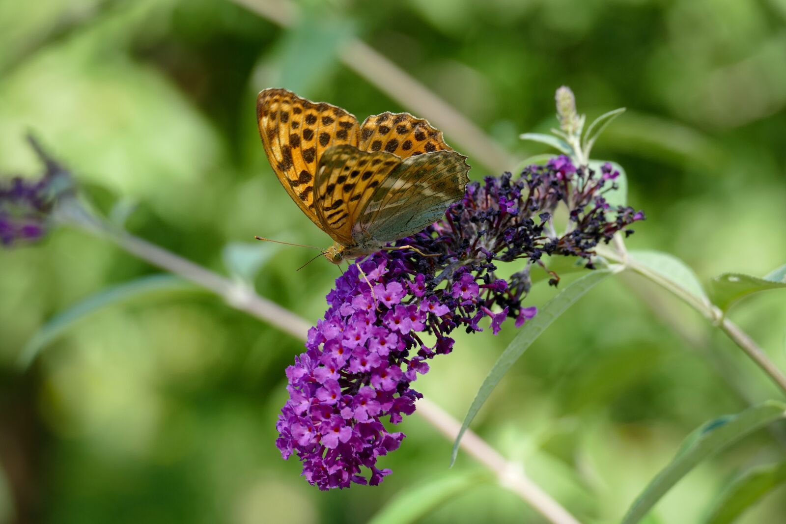 Panasonic Lumix DMC-FZ1000 sample photo. Butterfly, summer lilac, nature photography
