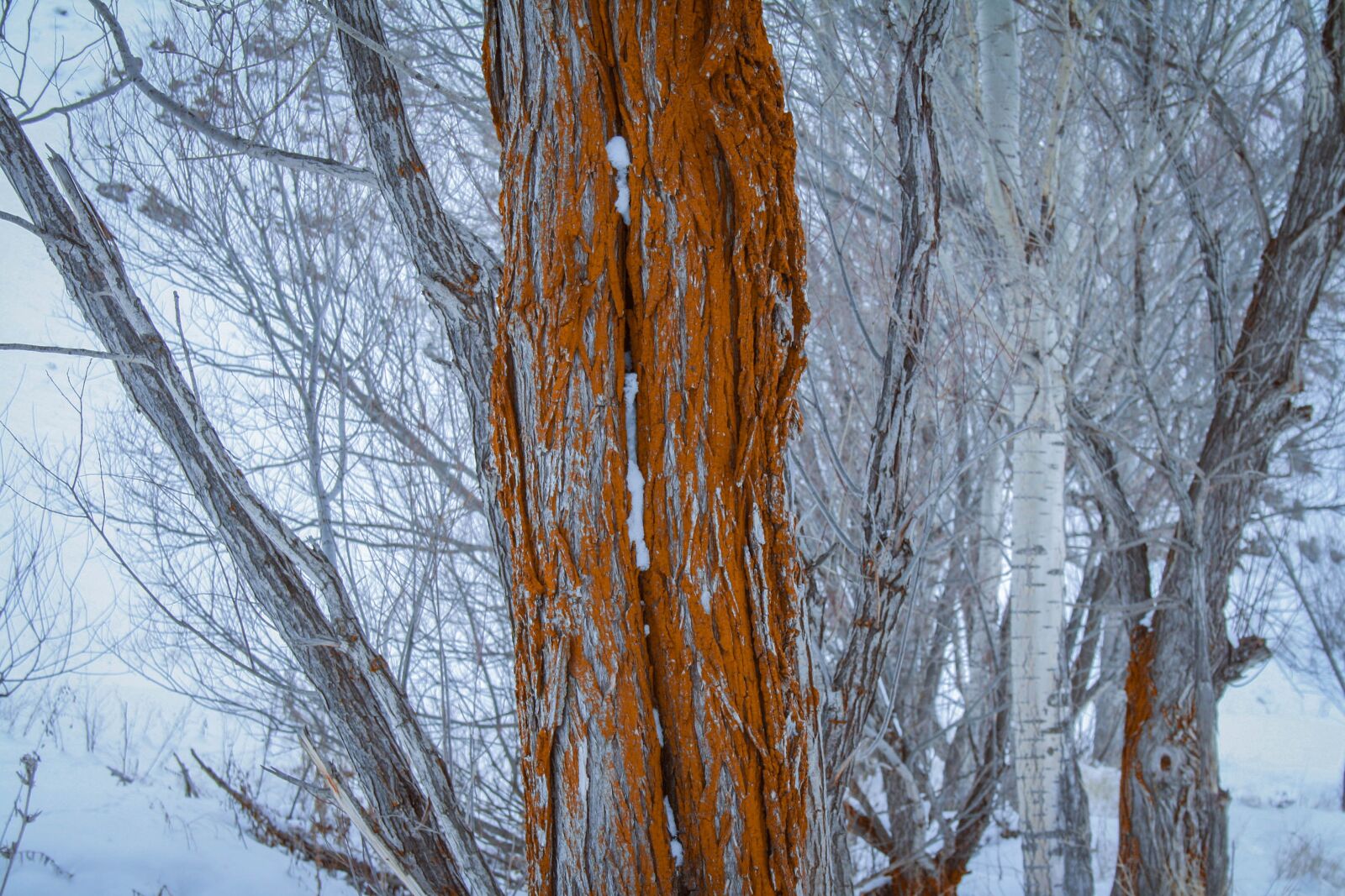 Canon EF-S 18-55mm F3.5-5.6 II sample photo. Tree, old tree, nature photography