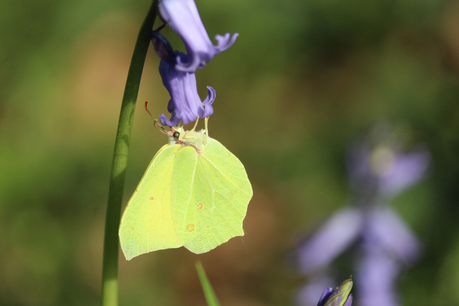 Canon EF-S 55-250mm F4-5.6 IS STM sample photo. Flower, wild flower, yellow photography